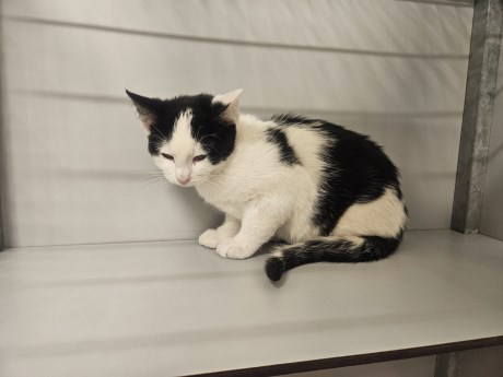 Kat Europese korthaar of huiskat