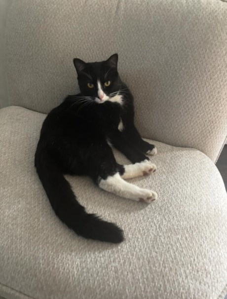 Kat Europese korthaar of huiskat