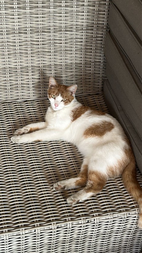 Kat Europese korthaar of huiskat