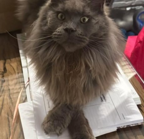 Kat Maine Coon