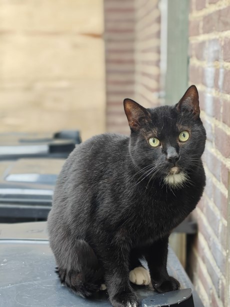 Kat Europese korthaar of huiskat