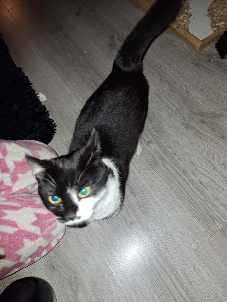 Kat Europese korthaar of huiskat