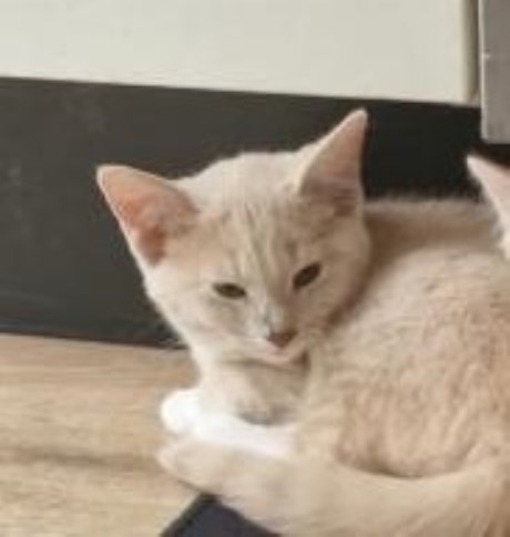 Kat Europese korthaar of huiskat