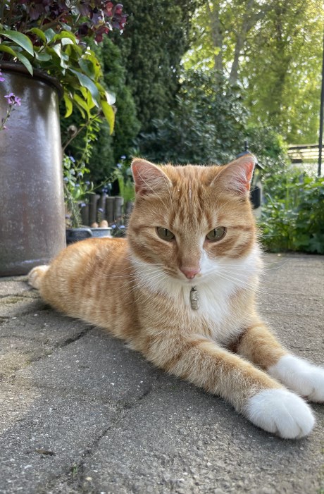 Kat Europese korthaar of huiskat