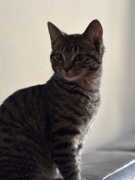 Kat Europese korthaar of huiskat