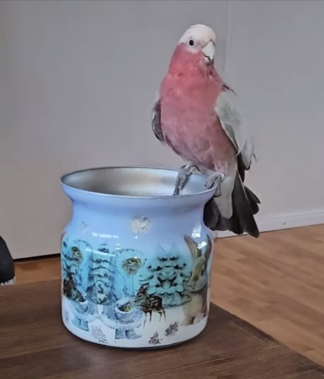 Vogel (Dwerg-)papegaai