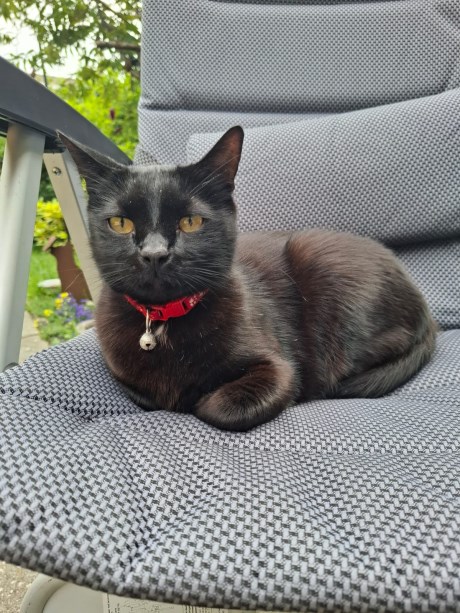 Kat Europese korthaar of huiskat