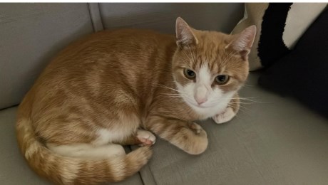 Kat Europese korthaar of huiskat