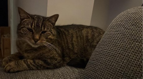 Kat Europese korthaar of huiskat