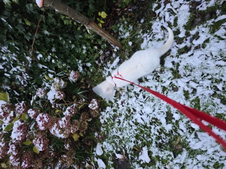 Kat Europese korthaar of huiskat