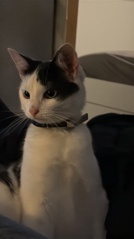 Kat Europese korthaar of huiskat