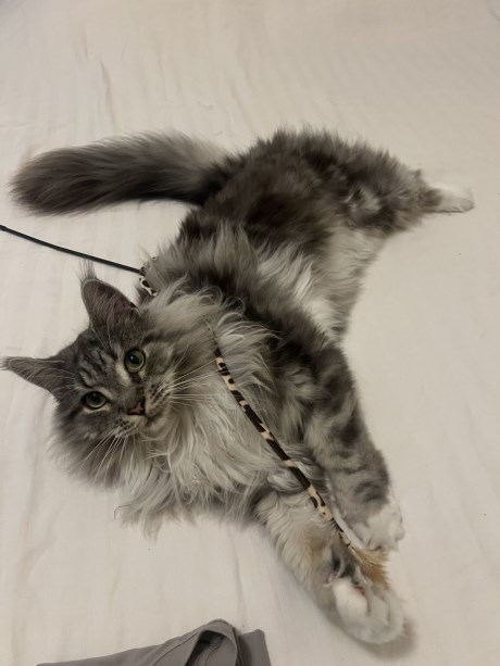 Kat Maine Coon