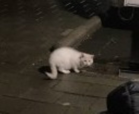 Kat Europese korthaar of huiskat