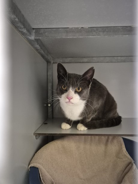 Kat Europese korthaar of huiskat