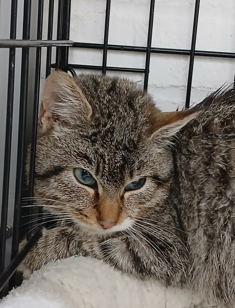 Kat Europese korthaar of huiskat