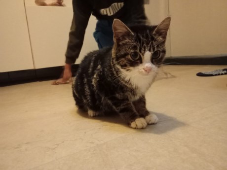 Kat Europese korthaar of huiskat