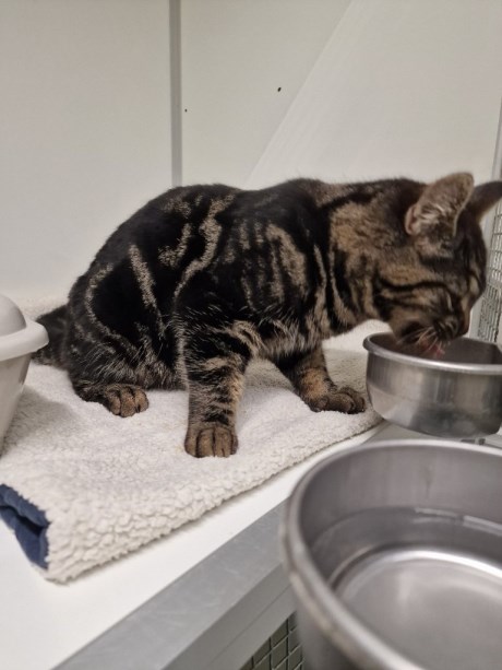 Kat Europese korthaar of huiskat