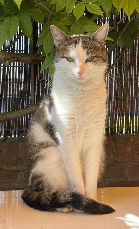 Kat Europese korthaar of huiskat