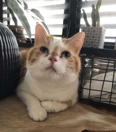 Kat Europese korthaar of huiskat