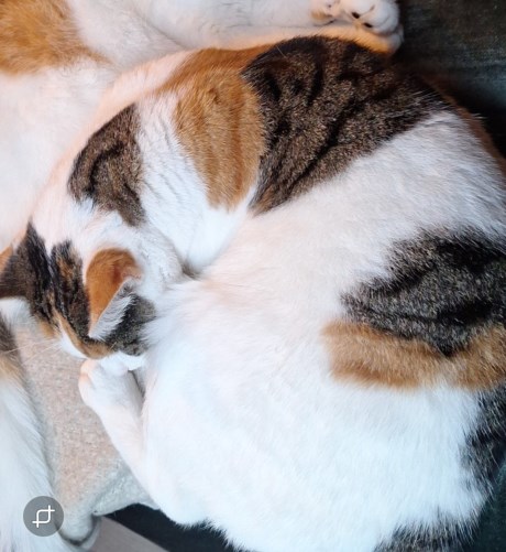 Kat Europese korthaar of huiskat