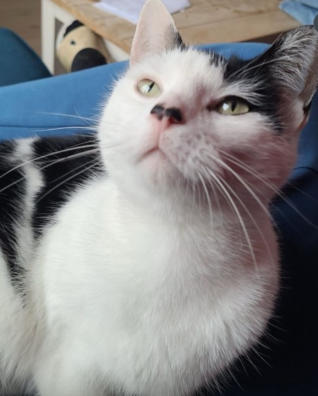 Kat Europese korthaar of huiskat