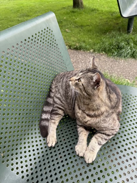 Kat Europese korthaar of huiskat