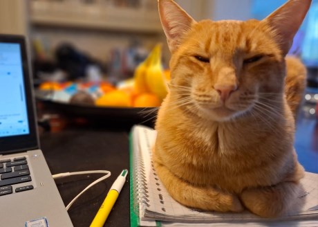 Kat Oosters korthaar X