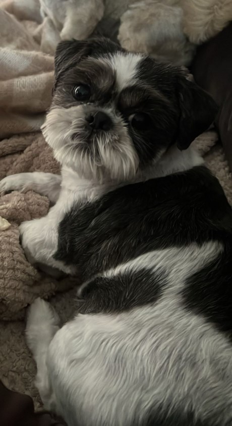 Hond Shih-tzu