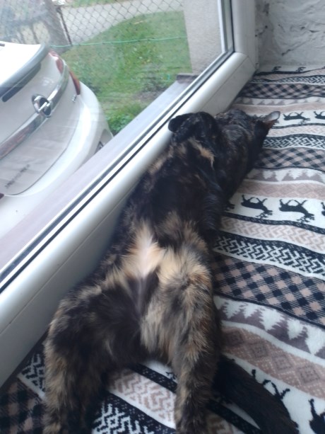 Kat Europese korthaar of huiskat