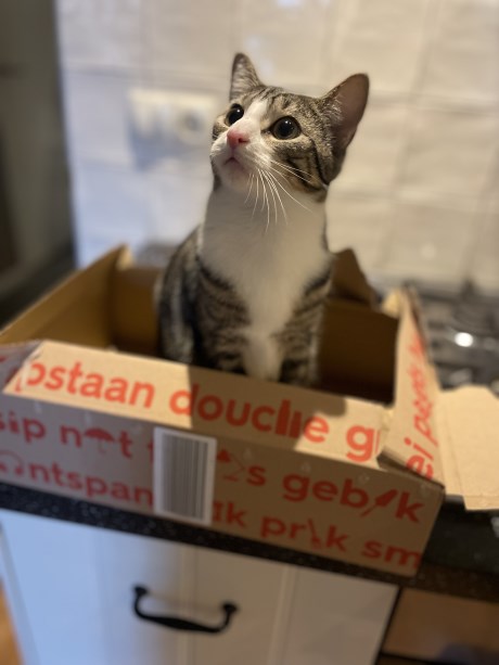 Kat Europese korthaar of huiskat