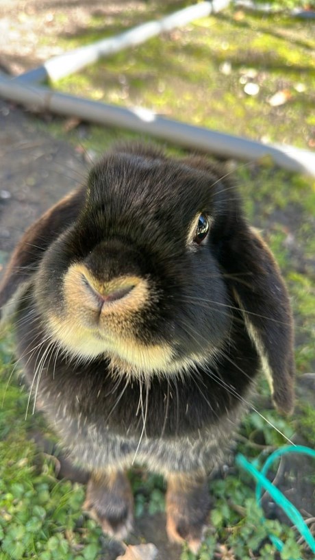 Knaagdier / Haasachtige Konijn