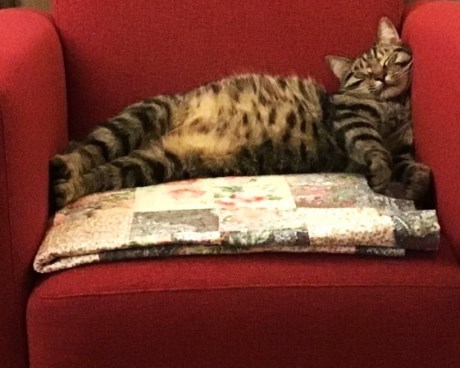 Kat Europese korthaar of huiskat