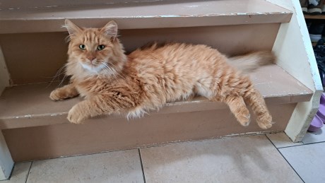 Kat Boskat/Siberisch