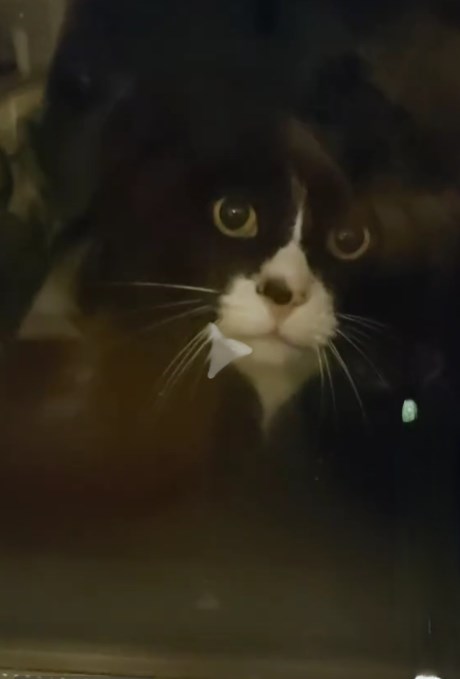 Kat Europese korthaar of huiskat