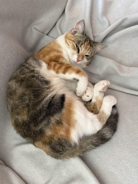 Kat Europese korthaar of huiskat