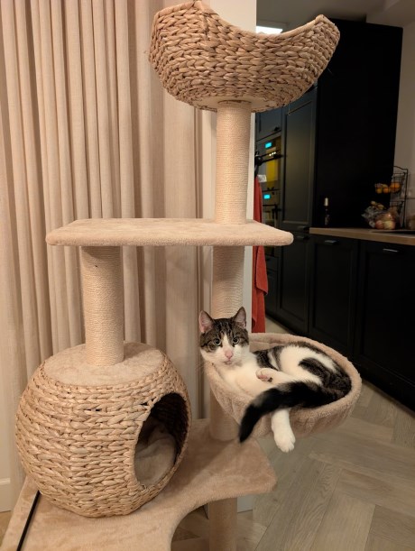 Kat Europese korthaar of huiskat