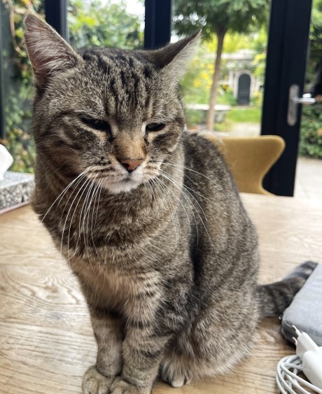 Kat Europese korthaar of huiskat