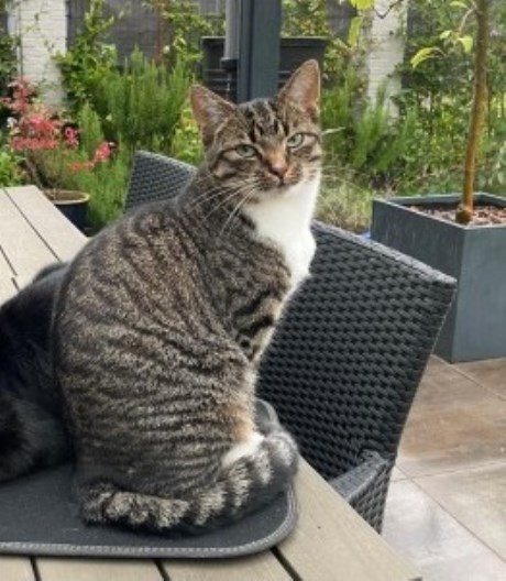 Kat Europese korthaar of huiskat