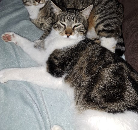 Kat Europese korthaar of huiskat