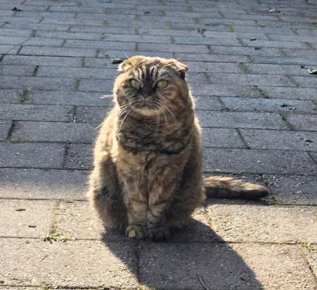 Kat Brits korthaar X