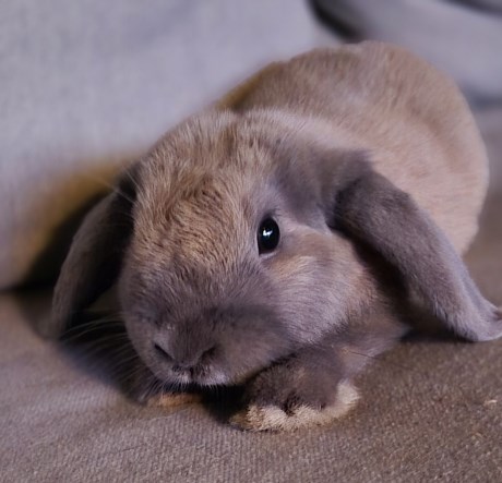 Knaagdier / Haasachtige Konijn