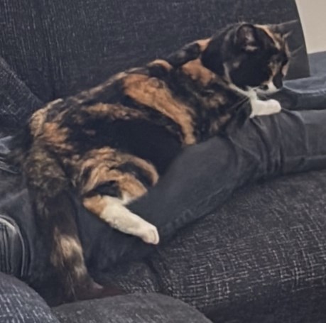 Kat Europese korthaar of huiskat