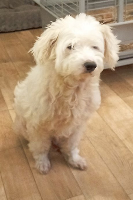 Hond Maltezer leeuwtje