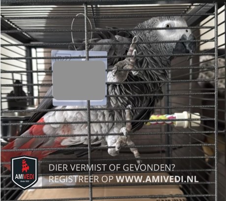 Vogel (Dwerg-)papegaai