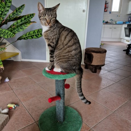 Kat Europese korthaar of huiskat