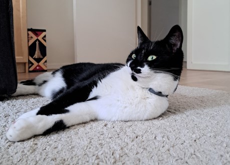 Kat Europese korthaar of huiskat