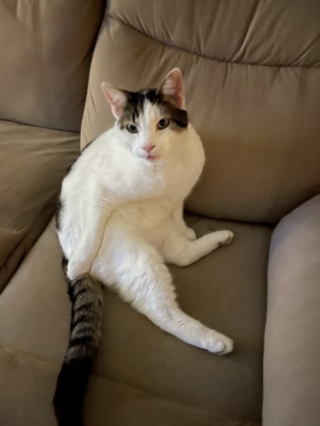 Kat Europese korthaar of huiskat