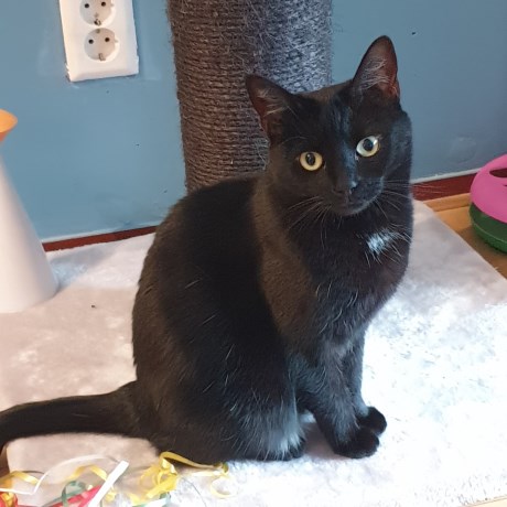 Kat Europese korthaar of huiskat