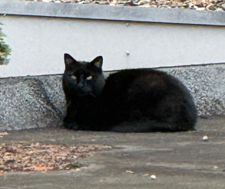 Kat Europese korthaar of huiskat