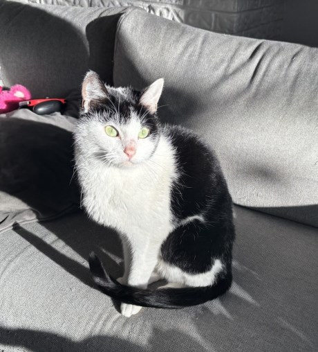 Kat Europese korthaar of huiskat